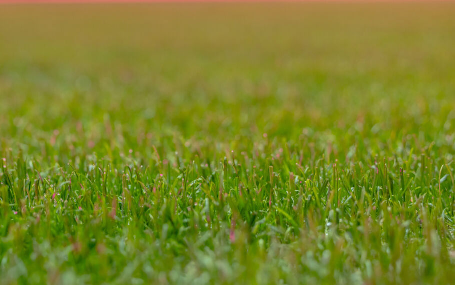 The grass can always be greener